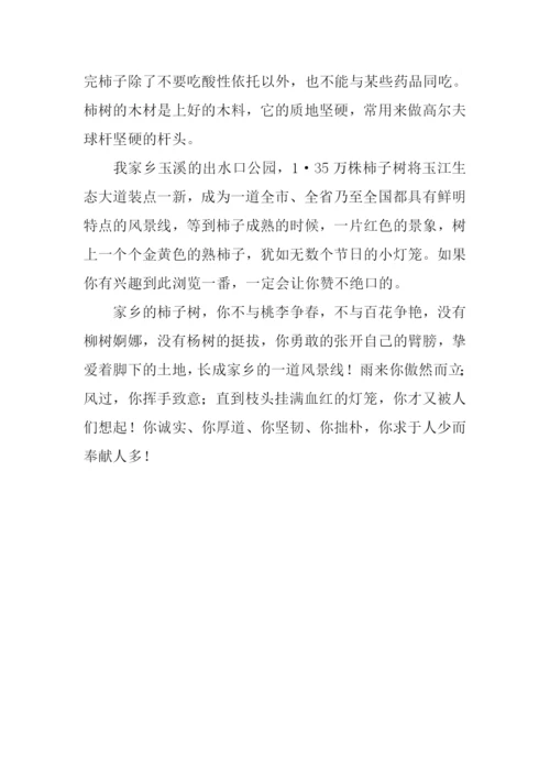 家乡的柿子树作文.docx