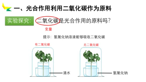 3.5.1 光合作用吸收二氧化碳释放氧气2023-2024学年七年级生物上册精品教学课件（人教版）(