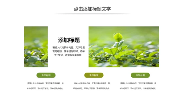 清新茶文化茶叶绿茶产品介绍动态PPT模板