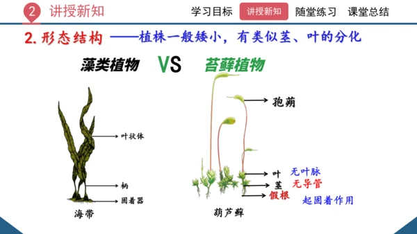 3.1.1 藻类、苔藓和蕨类植物课件 2023--2024学年人教版生物七年级上册(共26张PPT)