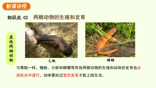 7.1.3两栖动物的生殖和发育-八年级生物人教版下学期同步精品课件(共31张PPT)
