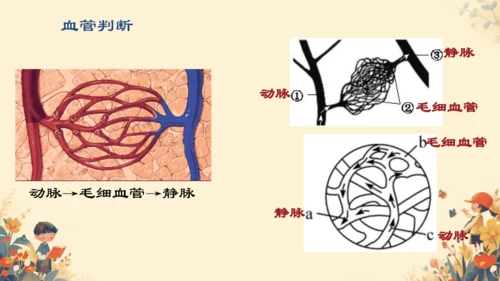 初中生物学[期末专区]七年级下册第四章和第五章复习课件(共39张PPT)