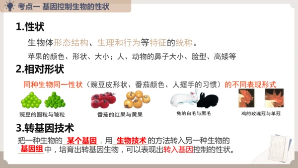 复习专题六生物的遗传与变异（串讲课件）-八年级生物上学期期末考点大串讲（人教版）(共23张PPT)