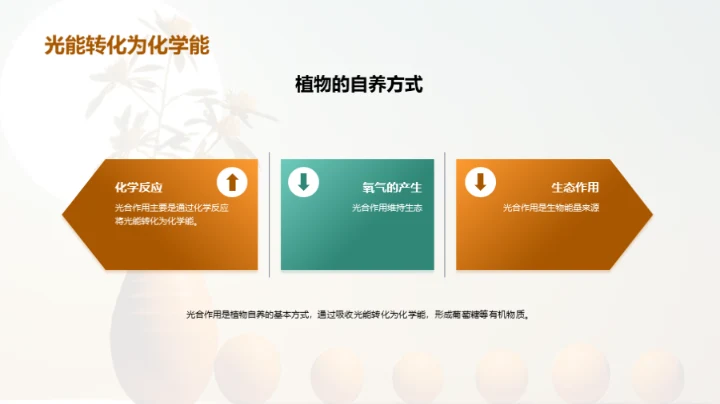 揭秘光合魔法之旅