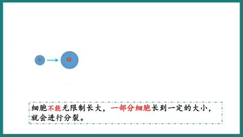 第一单元第三章从细胞到生物体（复习课件）-七年级生物上册同步教学精制课件（人教版2024）(共44张