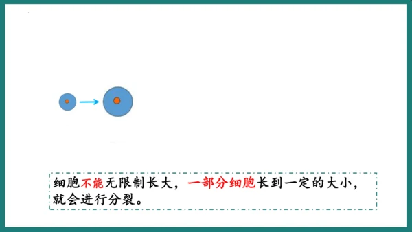 第一单元第三章从细胞到生物体（复习课件）-七年级生物上册同步教学精制课件（人教版2024）(共44张