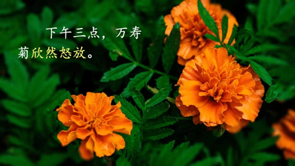 13《花钟》（课件）