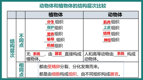 第一单元第三章从细胞到生物体（复习课件）-七年级生物上册同步教学精制课件（人教版2024）(共44张
