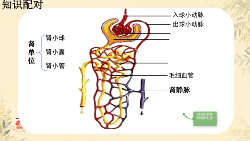 初中生物学人教版（新课程标准）七年级下册4.5 人体内废物的排出课件(共24张PPT)