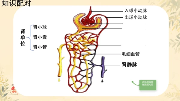 初中生物学人教版（新课程标准）七年级下册4.5 人体内废物的排出课件(共24张PPT)