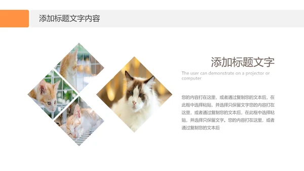 简约风宠物店商业计划书爱宠猫咪PPT模板