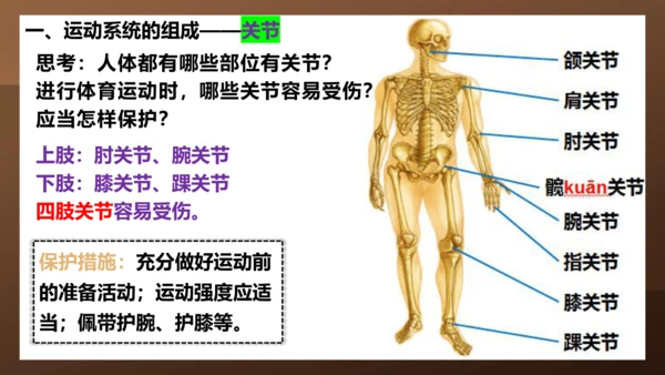 人教版生物八年级上册5.2.1《动物的运动》课件(共27张PPT)+视频素材