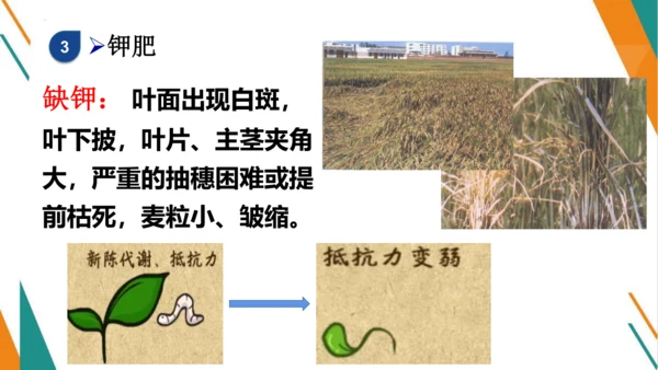 11.2 化学肥料-【教学新思维】2023-2024学年九年级化学下册同步讲透教材优选课件（人教版）