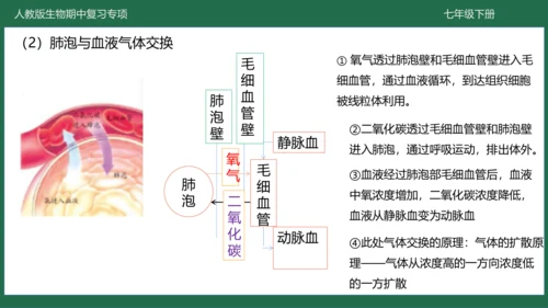 第三章 人体的呼吸（-七年级生物下学期期中考点大串讲（人教版）(共25张PPT)