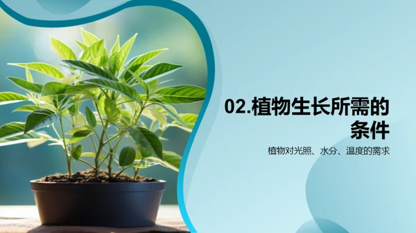 解析植物成长之谜