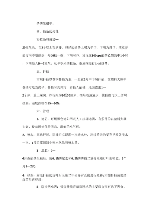 银杏扦插繁殖技术及管理方法