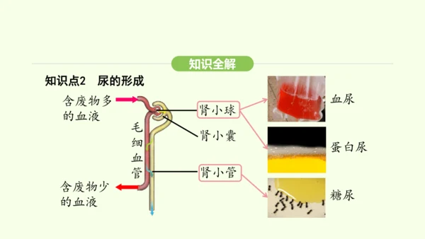 第四单元-第五章-人体内废物的排出课件-2024-2025学年七年级生物下学期人教版(2024)(共