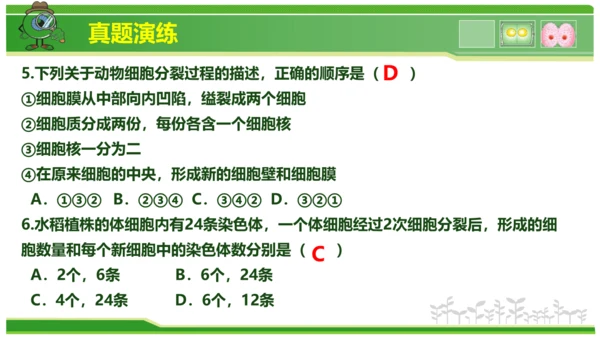 第三章从细胞到生物体（串讲课件）-七年级生物上学期期中考点大串讲（人教版2024）(共40张PPT)