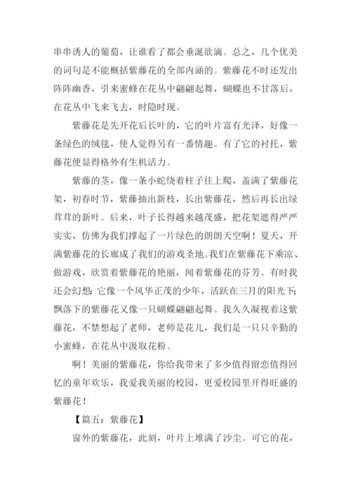 描写紫藤萝的作文.docx