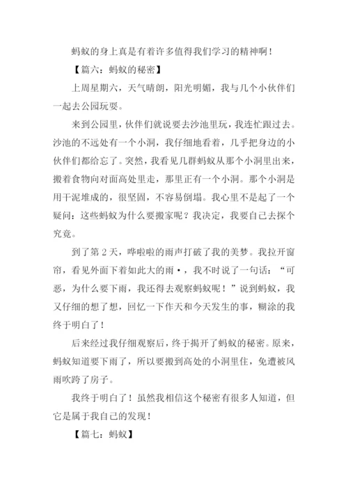关于蚂蚁作文400字.docx