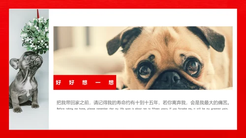 丑萌的小狗狗宠物通用PPT模板