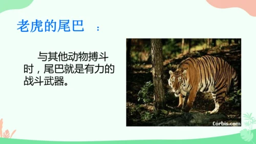 20 小壁虎借尾巴 课件