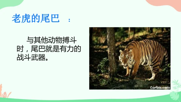 20 小壁虎借尾巴 课件
