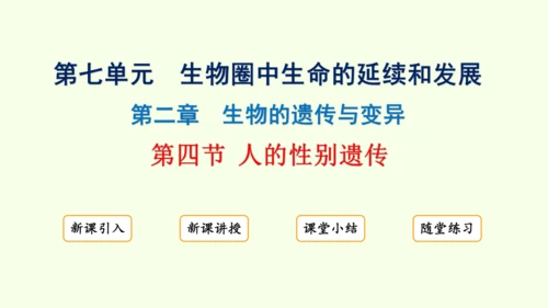 7.2.4人的性别遗传-八年级生物人教版下学期同步精品课件(共28张PPT)