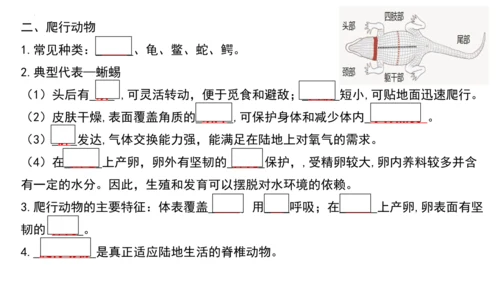 人教版生物八年级上册期末考试知识点汇总（课件）(共28张PPT)