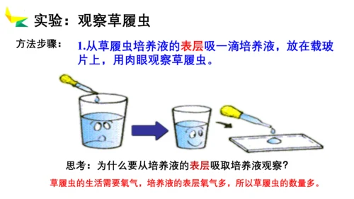2.2.4 单细胞生物-2023-2024学年七年级生物上册优质教学课件（人教版）(共20张PPT)