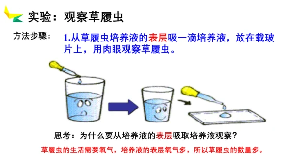 2.2.4 单细胞生物-2023-2024学年七年级生物上册优质教学课件（人教版）(共20张PPT)