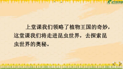 14《蜜蜂》课件