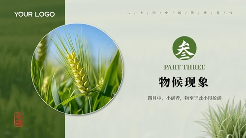 绿色小满节气介绍通用模板