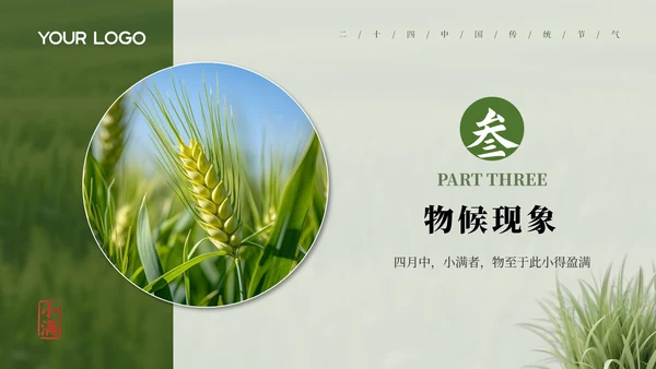 绿色小满节气介绍通用模板