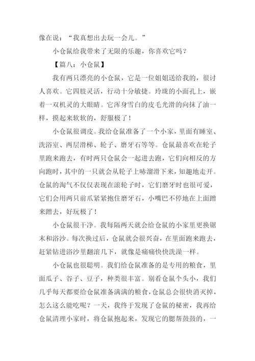 写小仓鼠的作文.docx