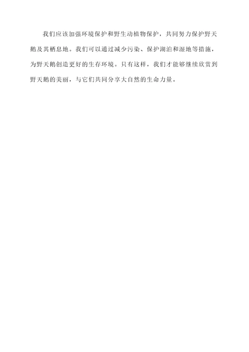 野天鹅的感想
