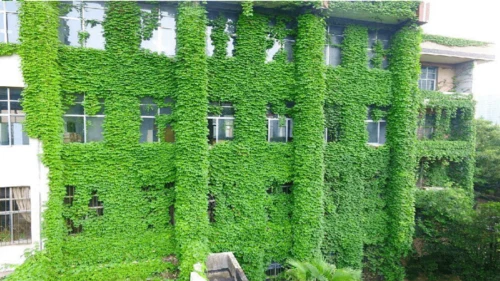 10 爬山虎的脚  课件