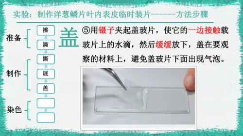 人教版（2024）七年级上册1.2.2 植物细胞 课件(共19张PPT)