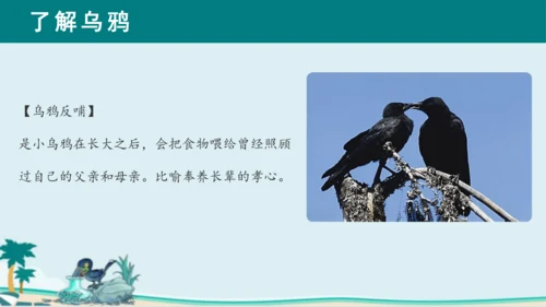 课文13《乌鸦喝水》课件