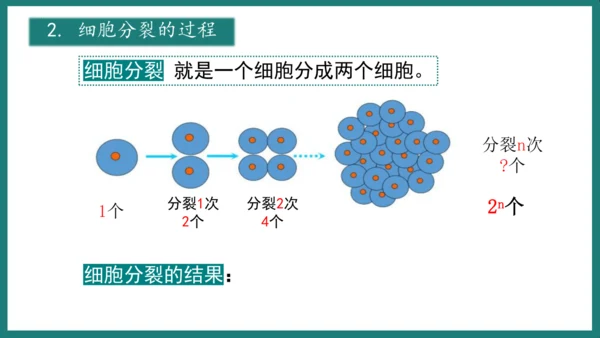 第一单元第三章从细胞到生物体（复习课件）-七年级生物上册同步教学精制课件（人教版2024）(共44张