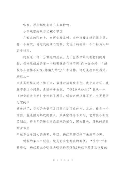小学观察蚂蚁日记600字5篇.docx