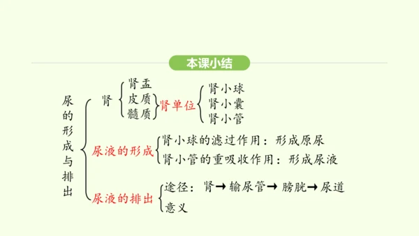 第四单元-第五章-人体内废物的排出课件-2024-2025学年七年级生物下学期人教版(2024)(共