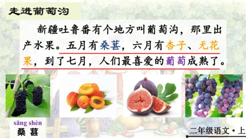 11 葡萄沟   公开课   课件
