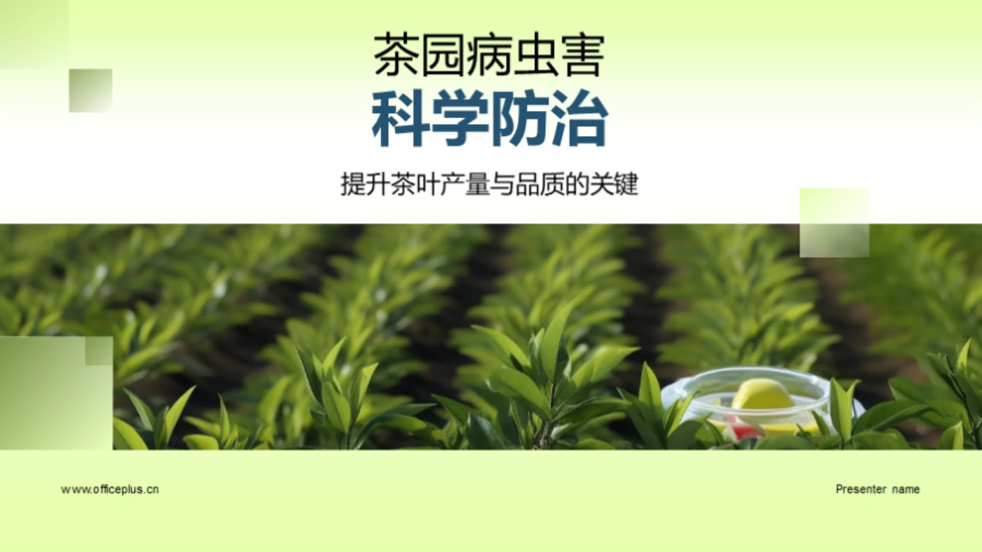 茶园病虫害科学防治