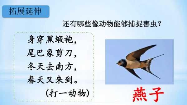 3 小青蛙   课件