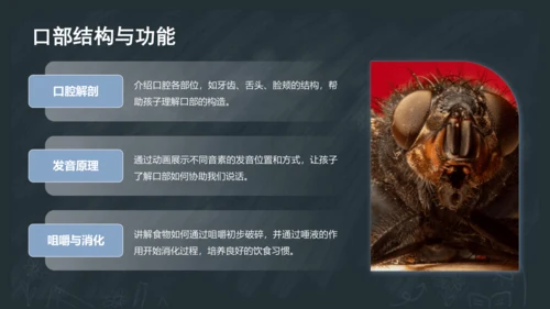3《口耳目手足》课件