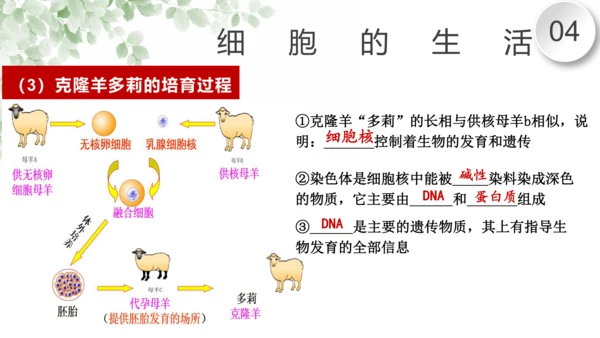 第一章 细胞是生命活动的基本单位（复习课件）-2023-2024学年七年级生物上学期期末复习知识梳理