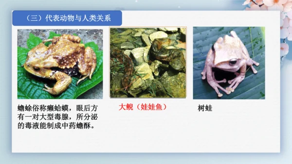2.2.2脊椎动物（第2课时两栖动物和爬行动物）-七年级生物上册同步优质备课系列（人教版2024新教