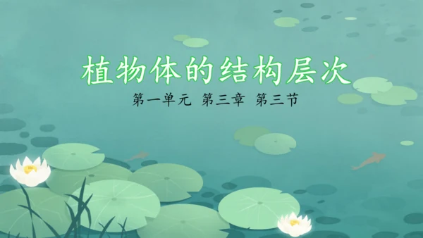 人教版（2024）七年级上册1.3.1植物体的结构层次 课件(共23张PPT)