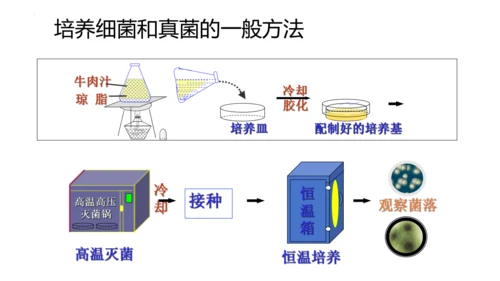 人教版生物八年级上册5.4.1《细菌和真菌的分布》课件(共22张PPT)